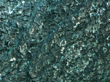 Bark tree close up