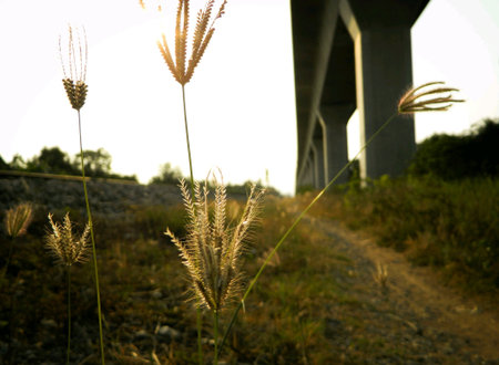 Grass flowers close upの素材