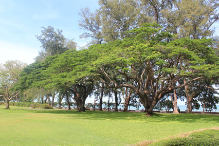 The Green Sylvan