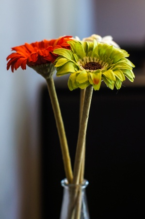 Gerbera flower in bottleの写真素材