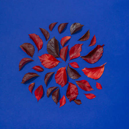 Red leaves arranged in a circle on blue background. Autumn minimal concept.の写真素材