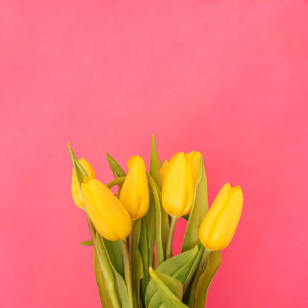 Yellow tulips on pink backgound. Minimal spring concept.の写真素材