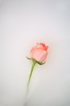 Pink rose on soft background