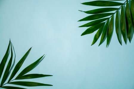 Palm leaves on blue background. Minimal copyspace.の写真素材