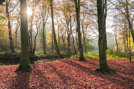 Forest in autumnの写真素材