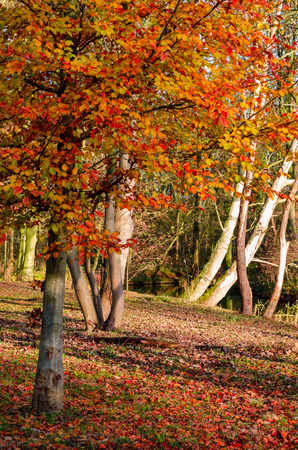 Autumn forestの写真素材
