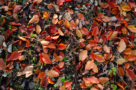 Autumn colored leavesの写真素材
