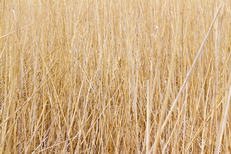 image background thickets dry stalks of reedsの写真素材