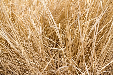 image background stems of last year's dry grassの写真素材