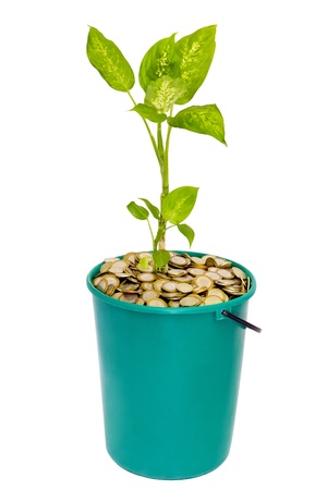 young green plant in a bucket of coinsの写真素材