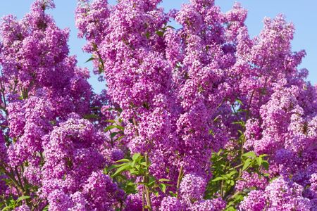 lilac bush pink against the blue skyの写真素材