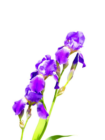 purple iris flower on a white background