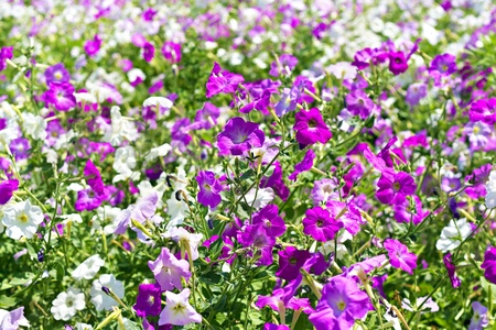  image petunia flower beds of white and purpleの写真素材