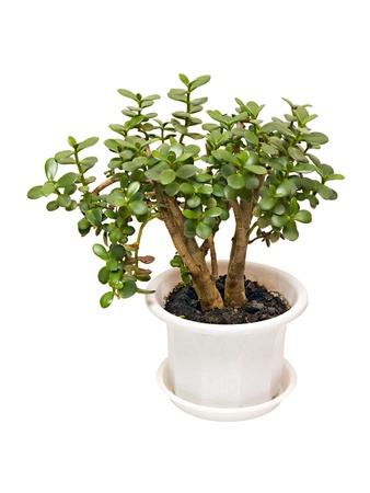 houseplant money tree crassula isolated on white backgroundの写真素材