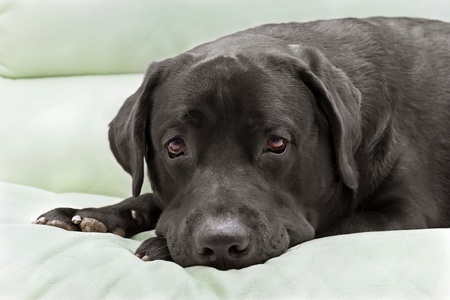 image dog breed black labrador close upの写真素材