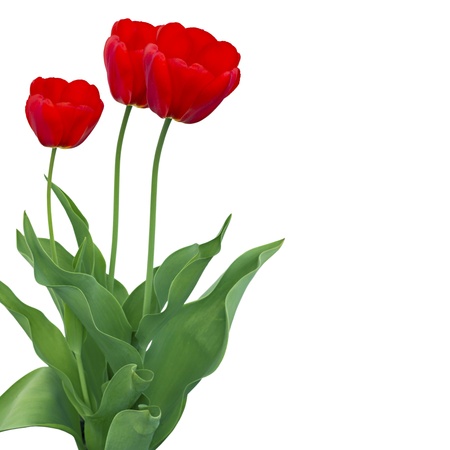 Three red tulips isolated on white backgroundの写真素材