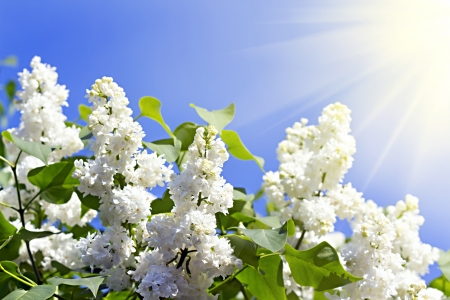 branches of white lilac blossoms in the sunの写真素材