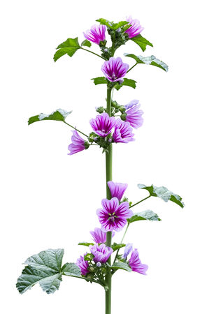 wild mallow plant during the floweringの写真素材
