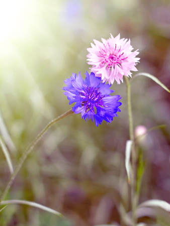Two flower cornflower backlitの写真素材