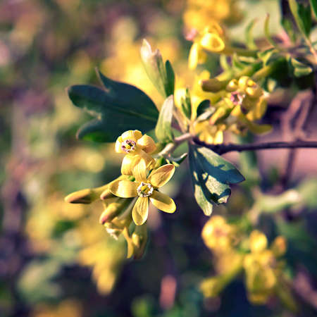 open flower black currants close-upの写真素材