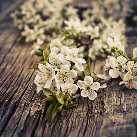 branch of the cherry blossoms closeup on wooden backgroundの写真素材