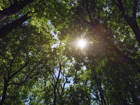sun shines through the trees in the forestの写真素材