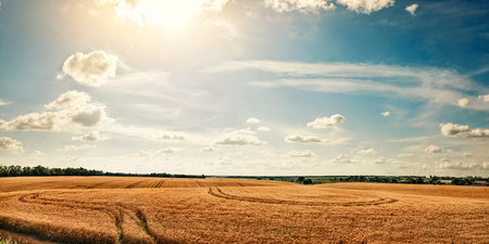 Panorama rural field with ripe wheat