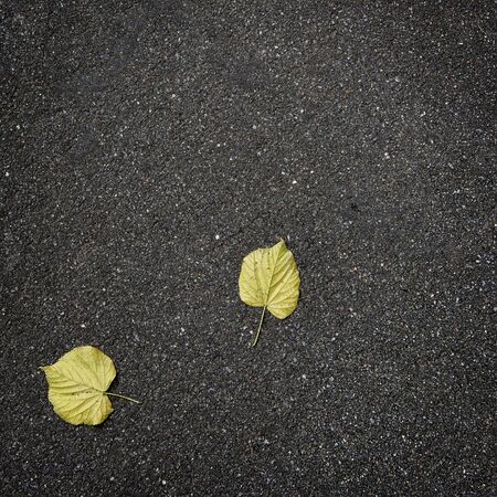 fallen autumn leaves on pure asphaltの写真素材