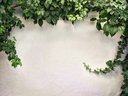 climbing plant on the white plaster wallsの写真素材