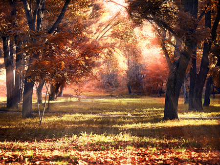 Clearing in autumn park illuminated by the sunの写真素材