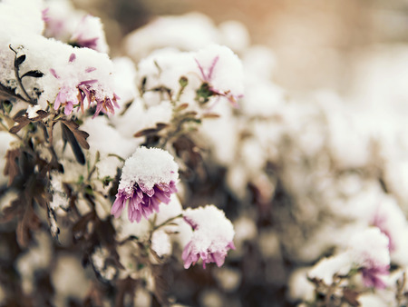 pink flowers sprinkled with fallen snowの写真素材