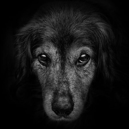 dark muzzle spaniel dog closeup. front viewの写真素材