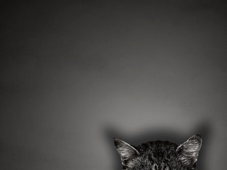 cat ears on gray background concept
