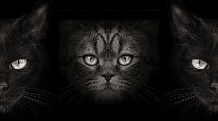 dark muzzle cat close-up. front viewの写真素材