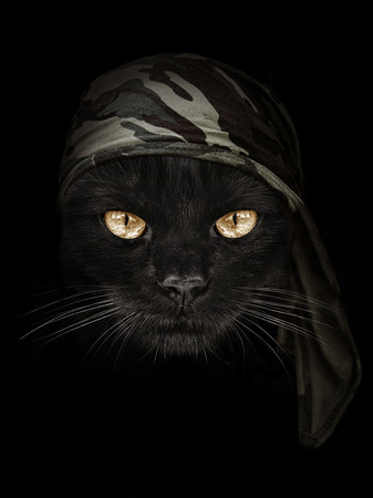 dark muzzle cat  in brown camouflage Headbandの写真素材