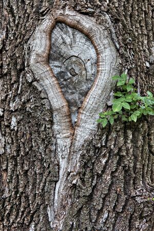 Hole in the bark of a tree close upの写真素材