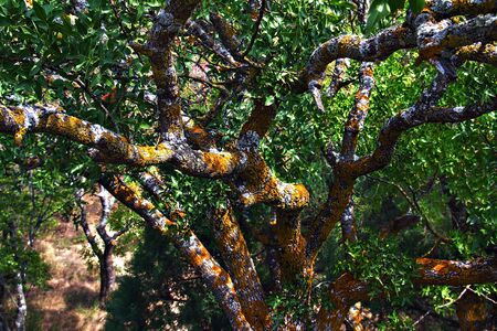 Close-up of an old deciduous tree covered with red lichenの写真素材