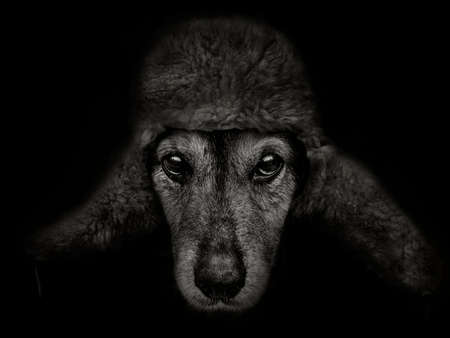 muzzle of the dog spaniel breed in a hat with earflapsの写真素材