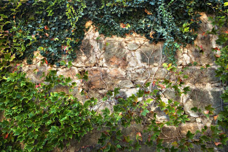 climbing plant framing a stone wallの写真素材