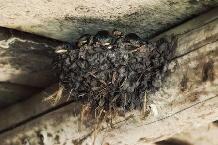 Swallow chicks in the nest close upの写真素材