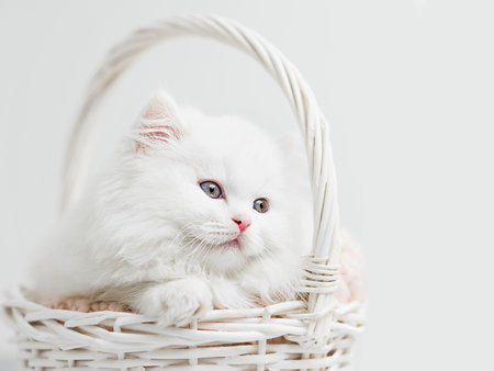 White fluffy kitten in a wicker basket close upの写真素材