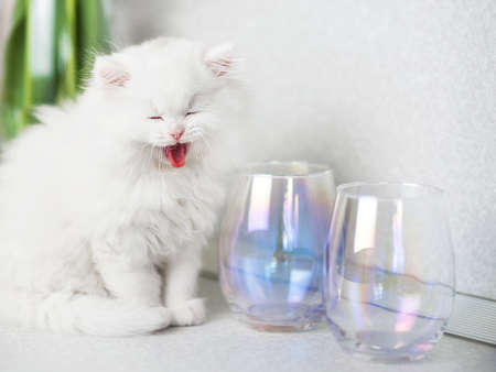 smiling white fluffy kitten sitting next to two glass empty glassesの写真素材