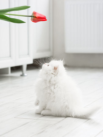 White fluffy kitten is played with a tulip flowerの写真素材