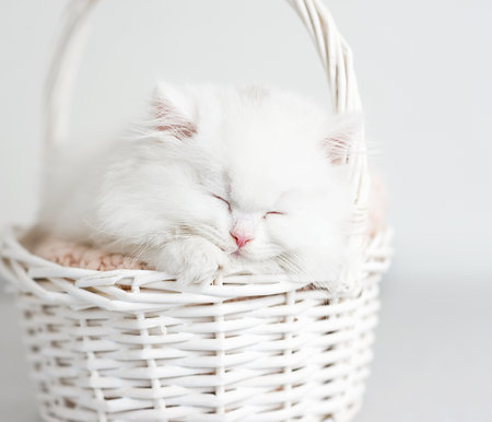 White fluffy kitten sleeping in a wicker basket close upの写真素材