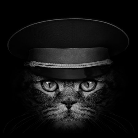 dark muzzle cat in a military capの写真素材