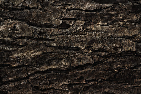 Old cracked tree bark close up as background, web banner, poster or wallpaper