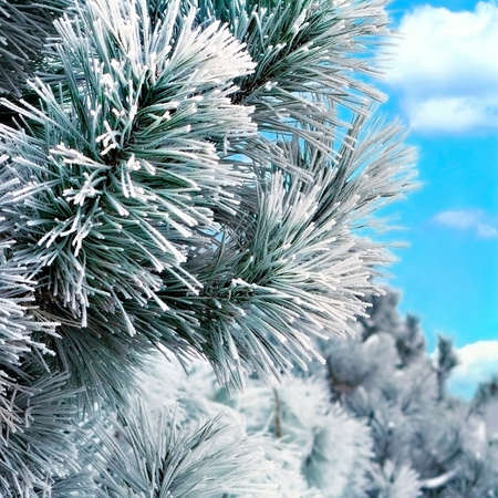 snowy pine branch on a background of blue skyの写真素材