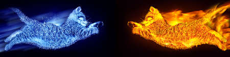 Red-hot fiery and icy cold kittens jump towards each otherの写真素材