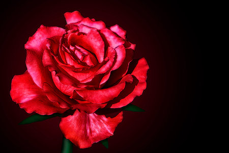 Illustration of a red blooming rose close-up on a dark backgroundの写真素材