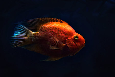 Illustration aquarium fish red parrot on dark blue background